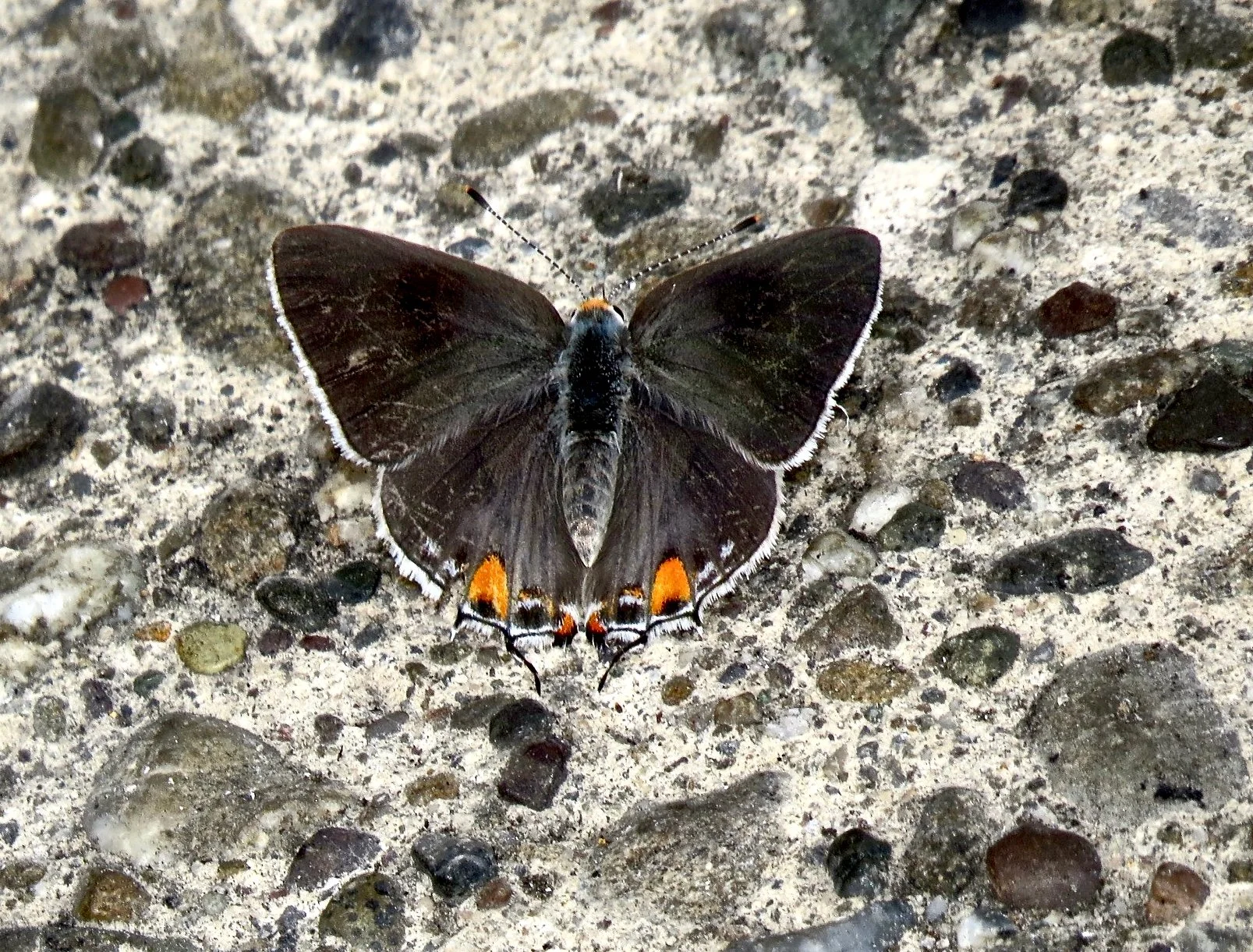 Gray Hairstreak — Friends of the Regional Parks Botanic Garden